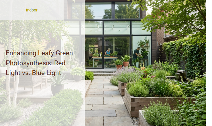 Enhancing Leafy Green Photosynthesis: Red Light vs. Blue Light Image